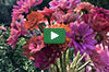 VIdeo thumbnail for Cutting Zinnias For Bouquets