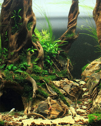 aquascaping mexico