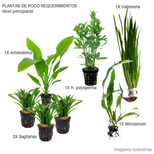 Perú confesar Representar 29 plantas fáciles – AQUAPLANTAS