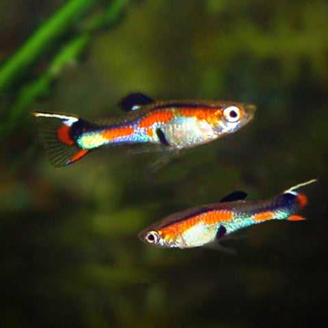 AQUAPLANTASMX - Guppy Endler - Poecilia wingei - Pareja - guppys