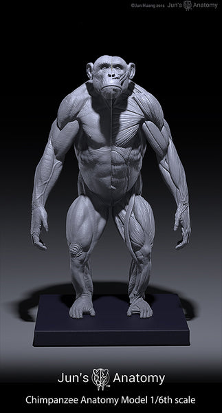 Chimpanzee Anatomy Model 1/6th scale – Jun's anatomy