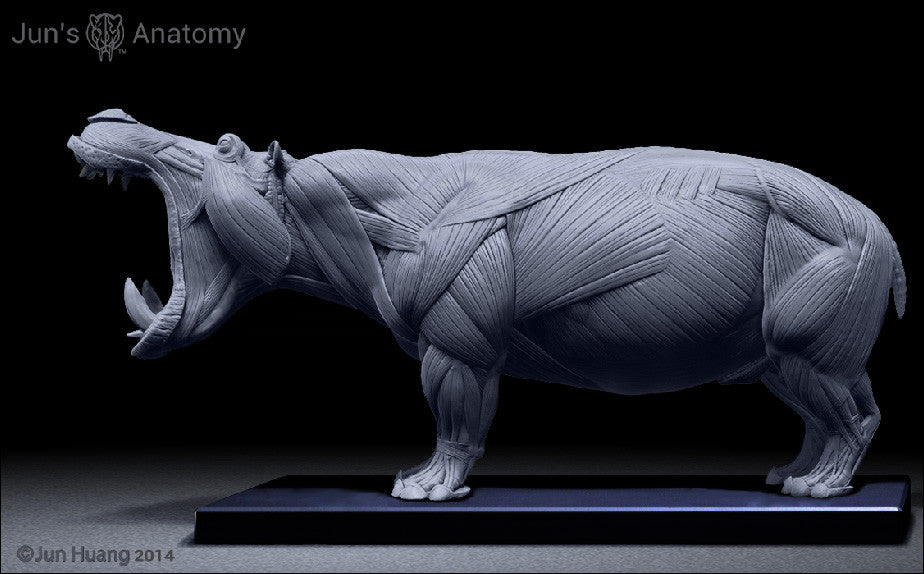 Hippopotamus Anatomy close-mouth head 1/16th - flesh & superficial mus