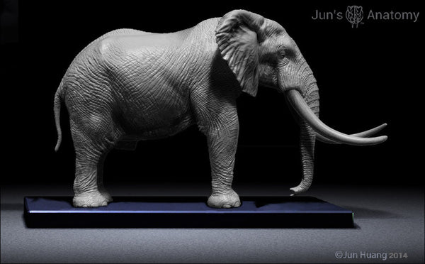 Elephant Anatomy model 1/20th scale v.1 – Jun's anatomy