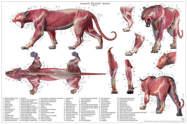 Leopard Anatomy Chart – Jun's anatomy