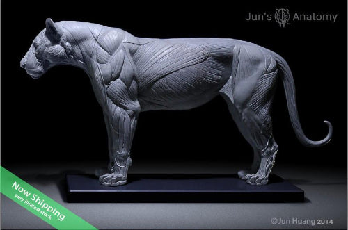 Lion Anatomy model 1/6th scale - flesh & superficial muscle – Jun's anatomy