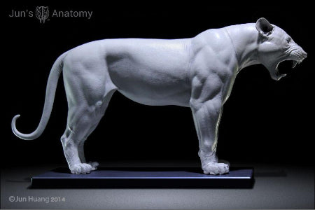 Lion Anatomy Model open-mouth "Roar" head – Jun's anatomy