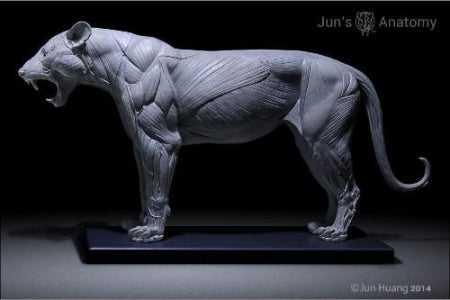 Lion Anatomy Model open-mouth "Roar" head – Jun's anatomy