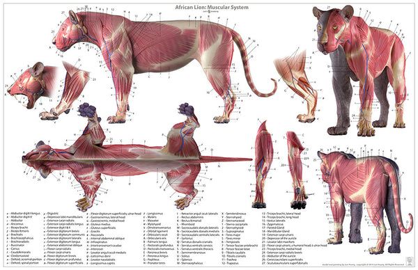 Lion Anatomy Chart – Jun's anatomy