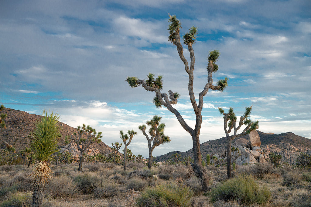 Scorched Joshua Trees