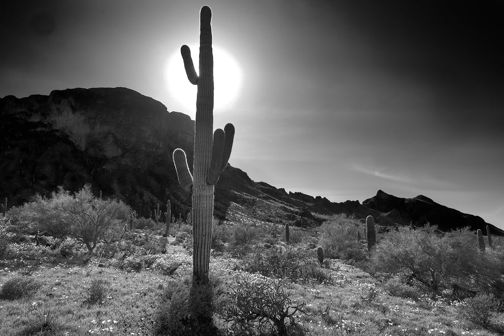 B&W wildflowers at Picacho Peak