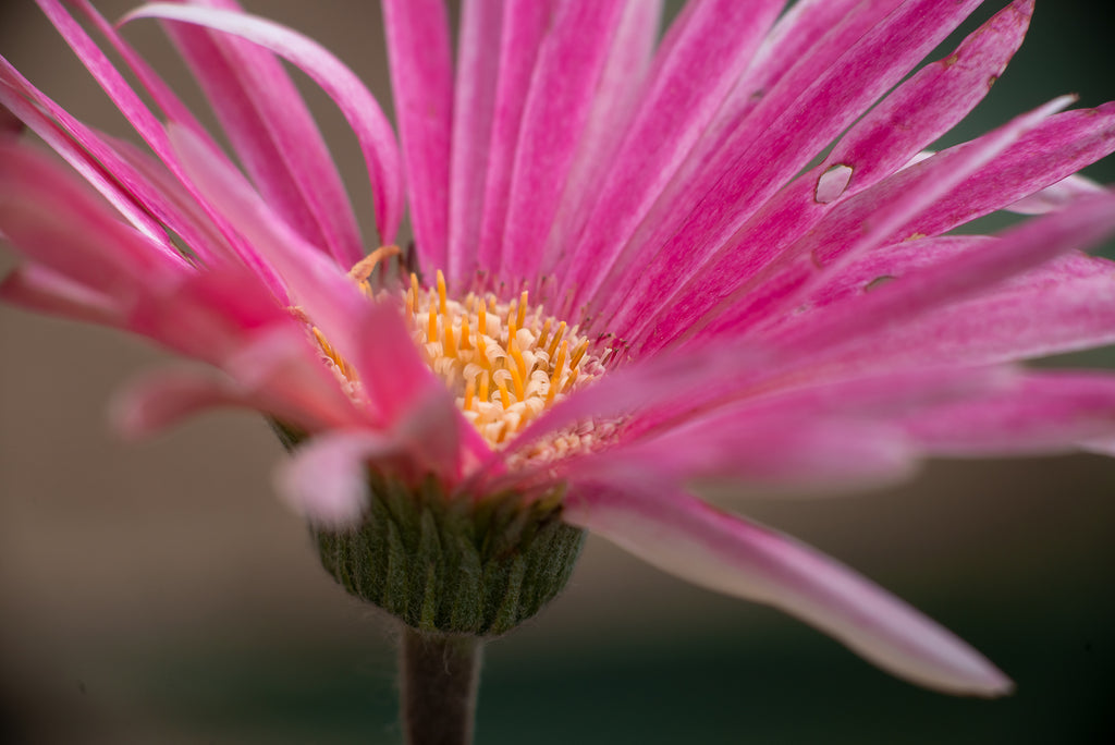 Magenta and orange yellow blossom