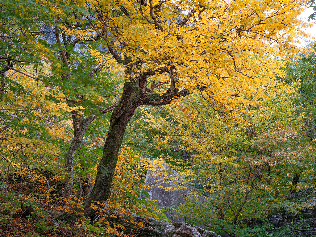 Smugler's Notch Tree