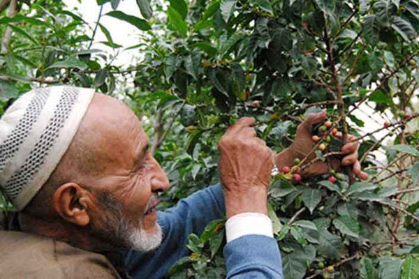 Yemen coffee farmer picking coffee cherries