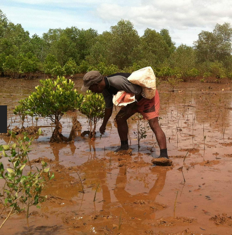 Mangrove tree in Madagascar