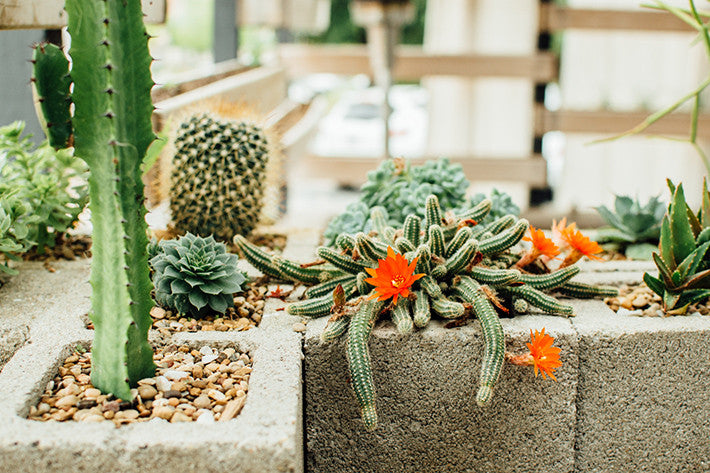 Cactus in Fort Worth Texas Cactus Magazine The Sill