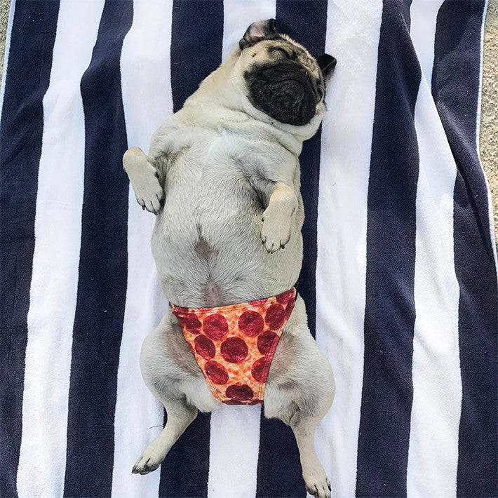 Doug the Pug in a Pizza Bikini - Pizzakini