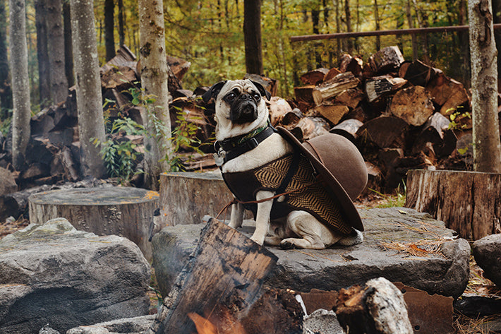 the outlier inn duncan the pug dogs allowed - glamping airbnb catskills upstate ny 