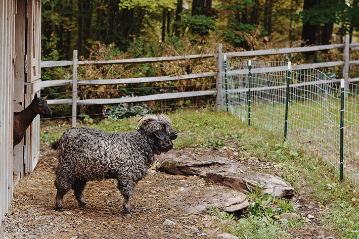 the outlier inn goats farm - glamping airbnb catskills upstate ny 