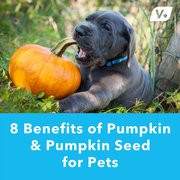 do pumpkin seeds hurt dogs