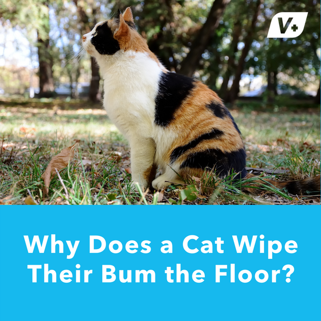 Giftig Forsøg Svin Why is my cat wiping her bum on the floor? – Glandex