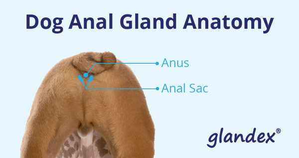 Where Are Anal Glands in Dogs