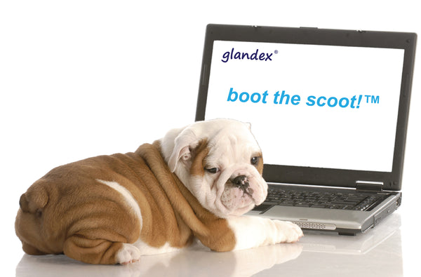 Glandex Anal Gland Puppy