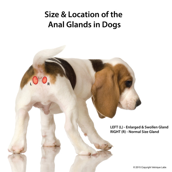 Swollen Dog Anal Glands