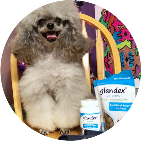 Glandex Pet of the Month - Lucy April 2019