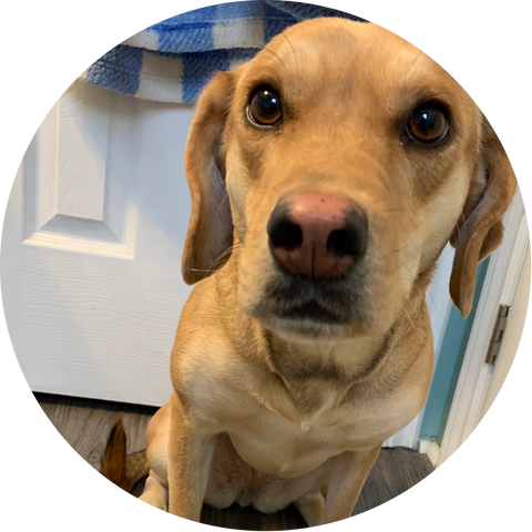 Glandex Pet of the Month - June 2019 - Molly