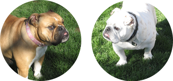 Penny & Murphy - Glandex Pet of the Month - January 2019