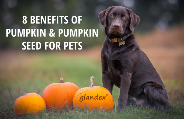Benefits of Pumpkin for Dogs and Cats