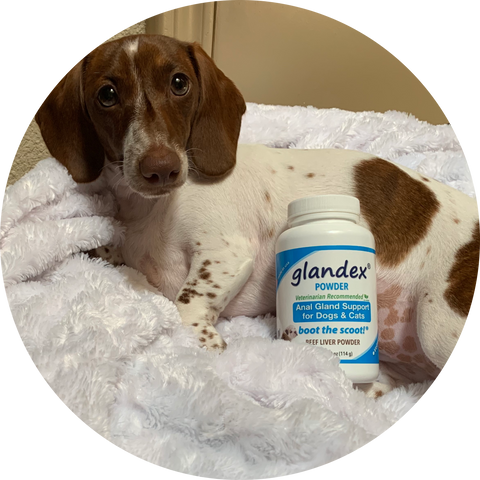 Glandex Anal Gland Success Pet of the Month - October 2019