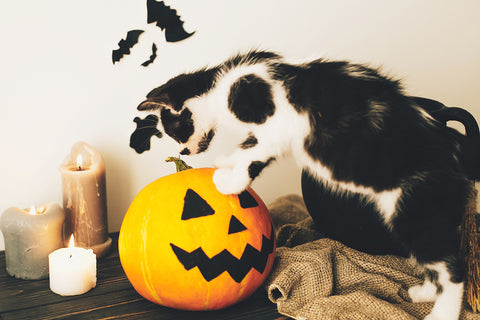 Pets and Halloween Decorations