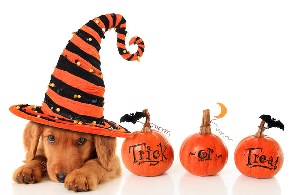 Ensure Pet Safety this Halloween