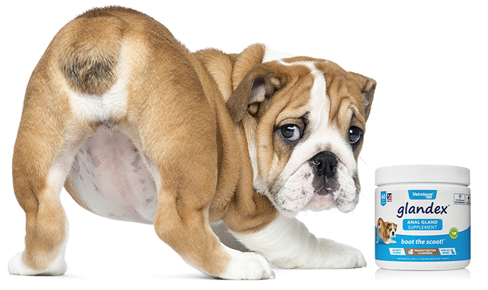 Glandex Anal Gland Supplement for Dogs - MWI Animal Health