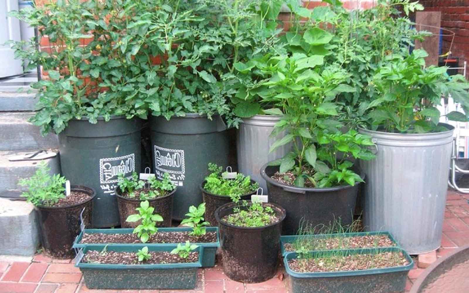 GrowFood - Container gardening
