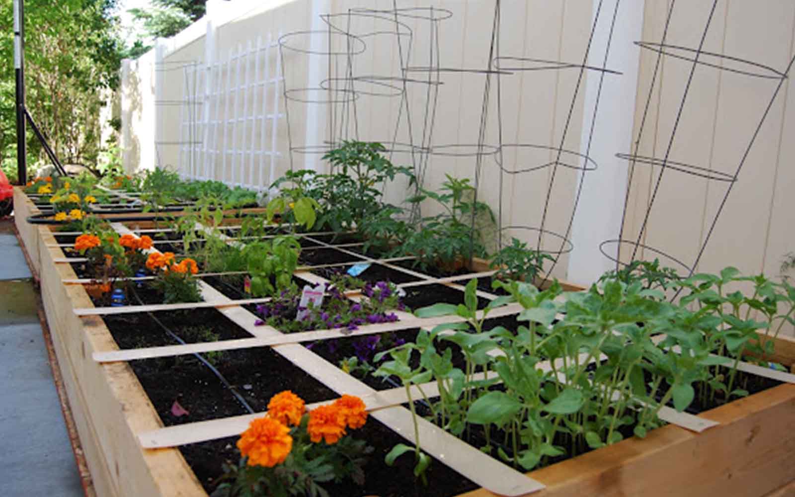 GrowFood - Square foot gardening