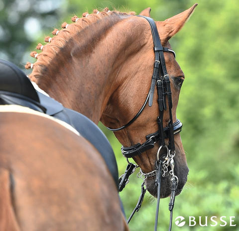 Busse Bridles at Eqclusive