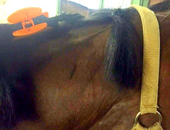 How to plait a mane - blog by international eventing groom Emma Stewart - Eqclusive, eqclusive.com