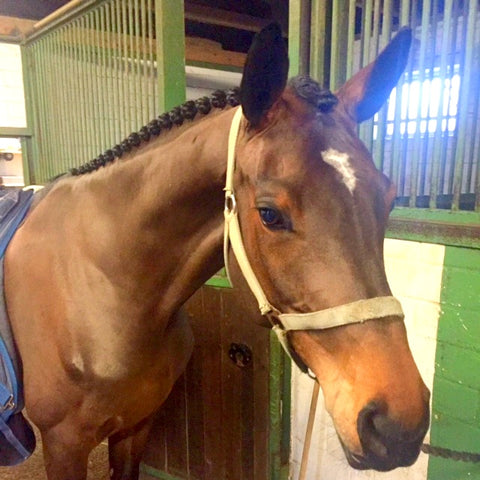 How to plait a mane - blog by international eventing groom Emma Stewart - Eqclusive, eqclusive.com