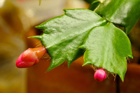 Difference between christmas cactus and thanksgiving cactus leaves
