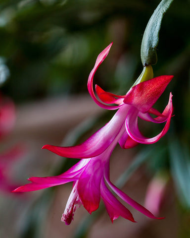 Making a Christmas Cactus Bloom More Than Once