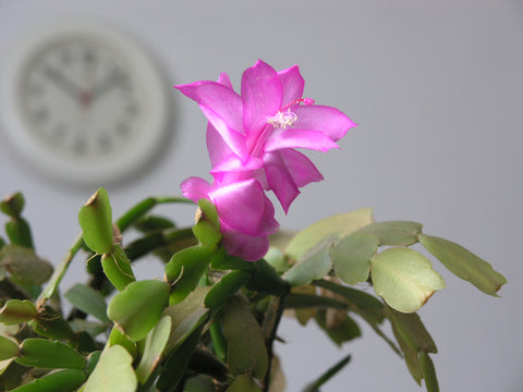Difference between christmas cactus and thanksgiving cactus