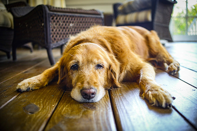 Caring For Big Dogs With Arthritis