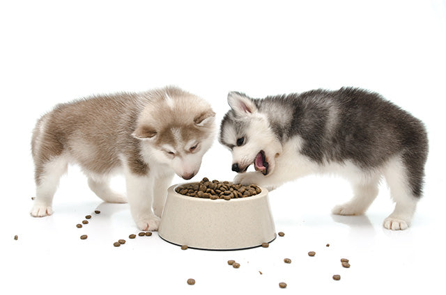 Large Breed Puppy Feeding Tips