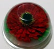 Gelatin Art Flowers