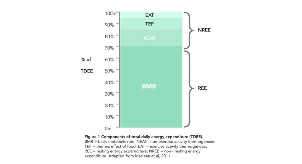 NEAT energy expenditure graph