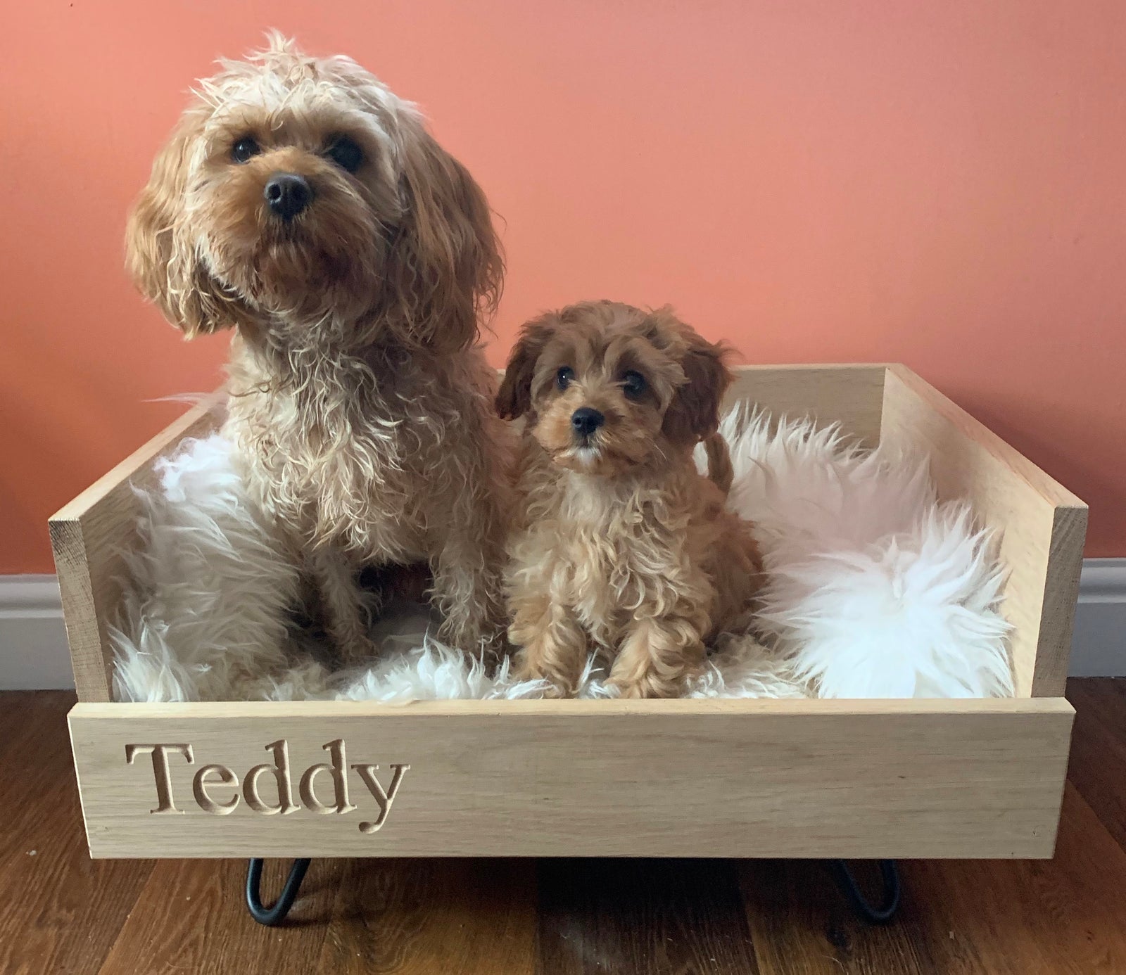 Why Launch A Suburban Salon Dog Bed?