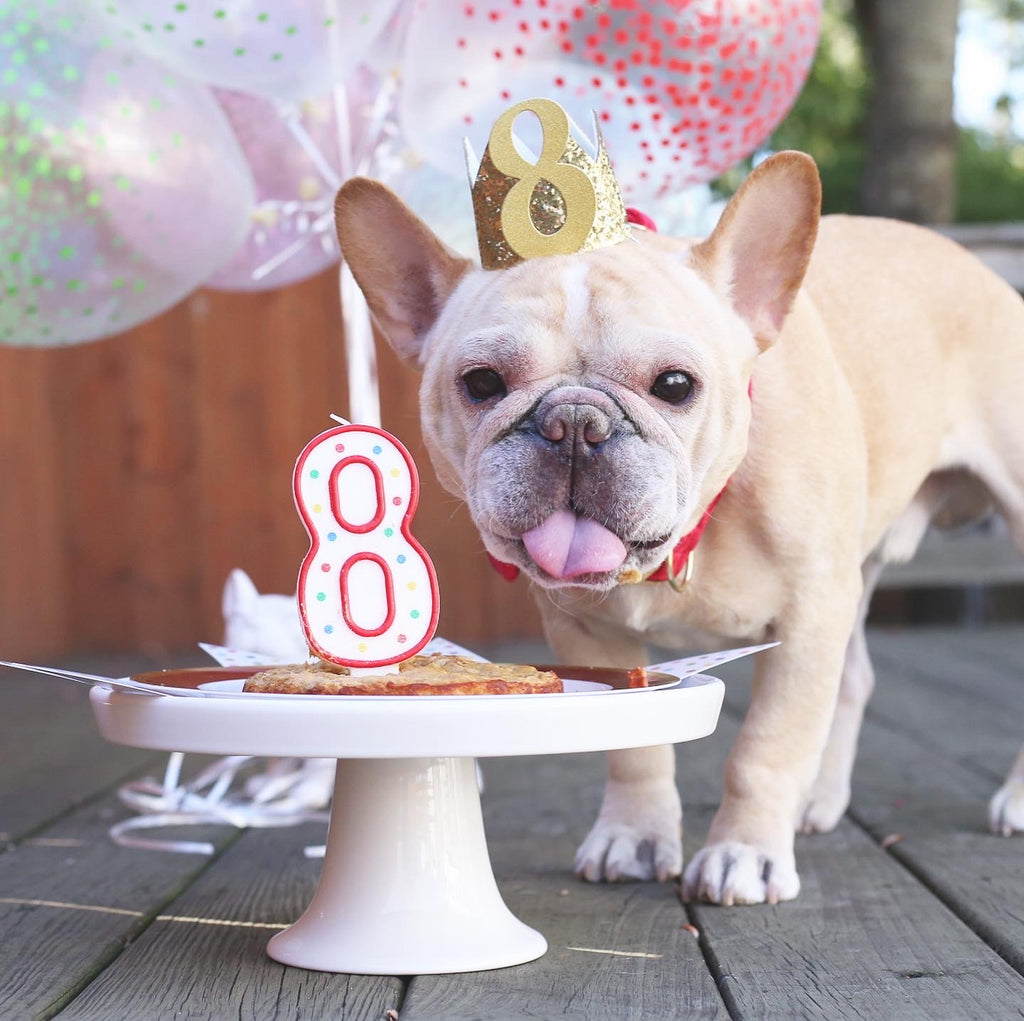 Romeo French Bulldog Birthday