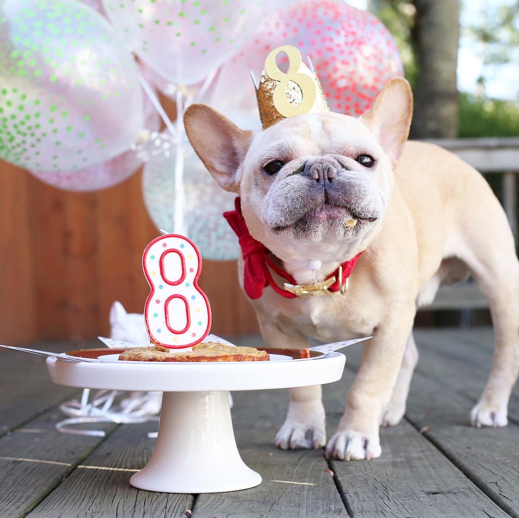 Romeo French Bulldog Birthday